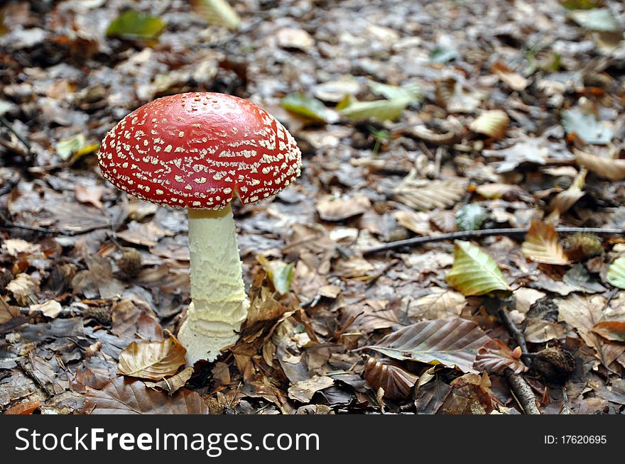 Red And White Spotted Mushroom