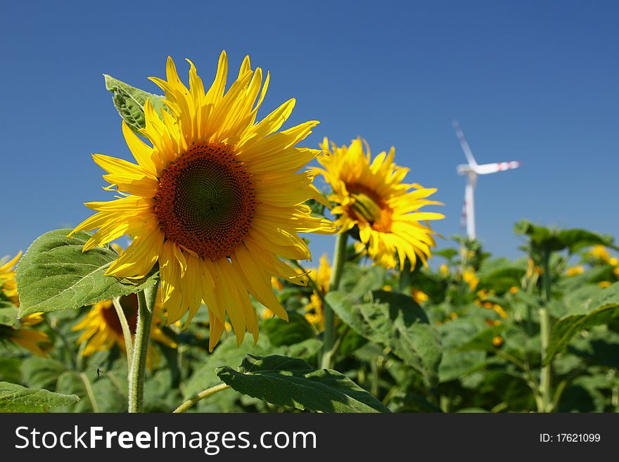 Sunflowers And Wind Power