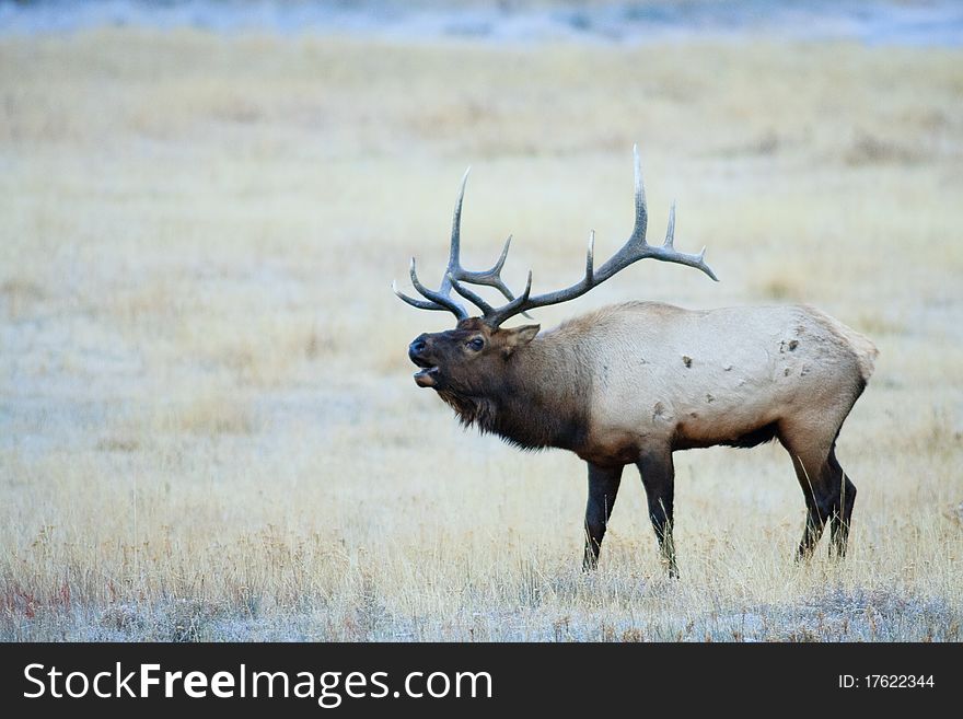 Bugling Bull Elk in Frosty Meadow