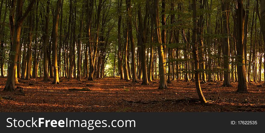 Forest in early autumn with filtering sunlight
