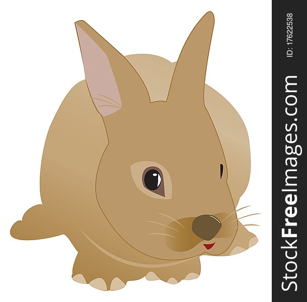 Rabbit Illustration On White