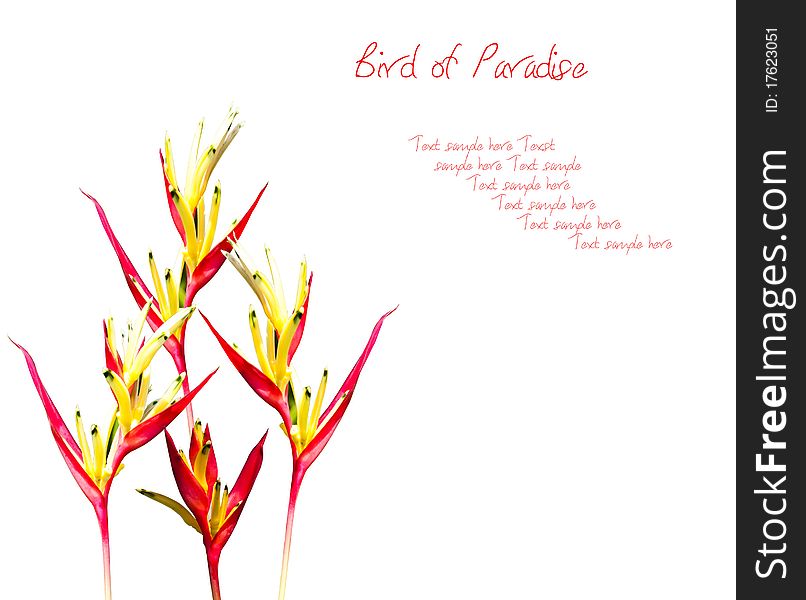 Bird of paradise flowers with space for your text