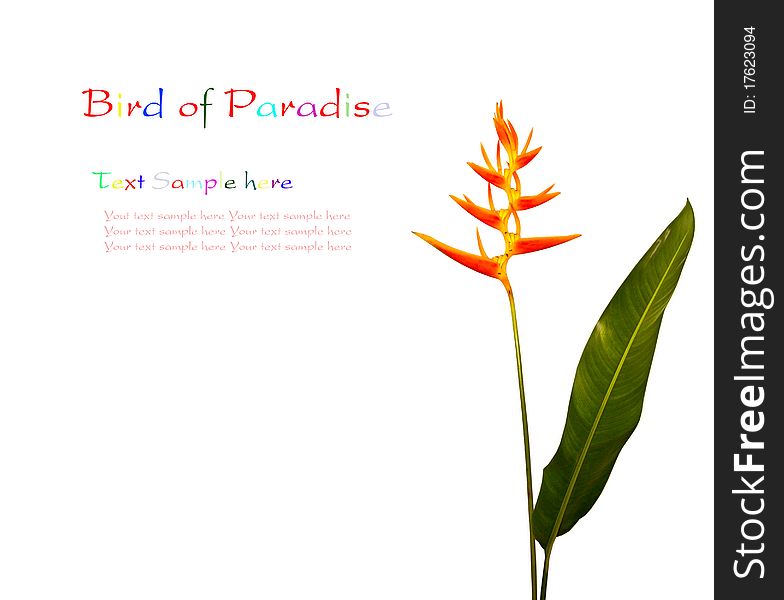 Bird of Paradise flower over white background with space for your text