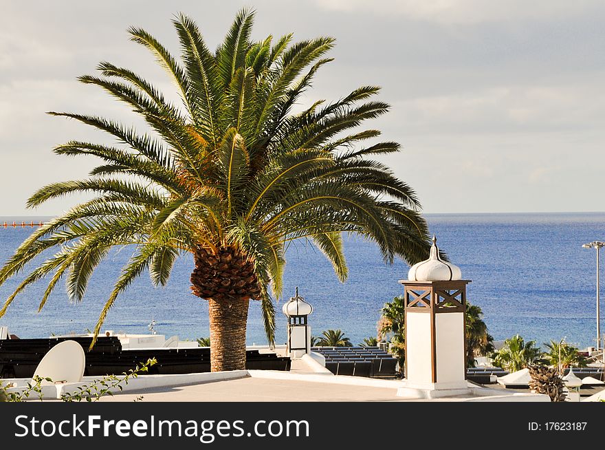 Palmtree and landscape on Lanzarote island, Canary Islands. Palmtree and landscape on Lanzarote island, Canary Islands