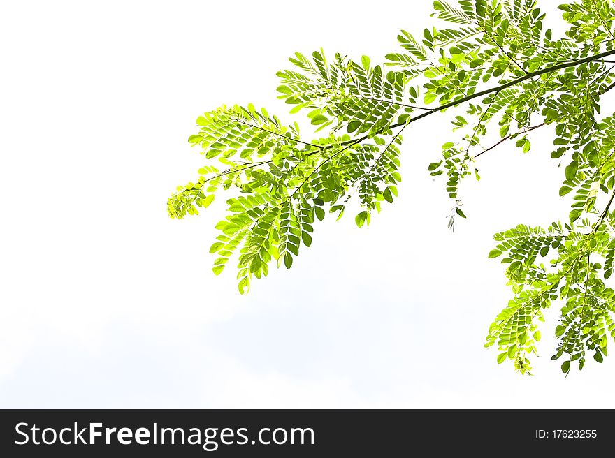 Fresh green leaves over white background