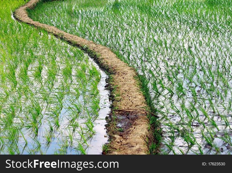 Indian Village Rice Field with Footpath