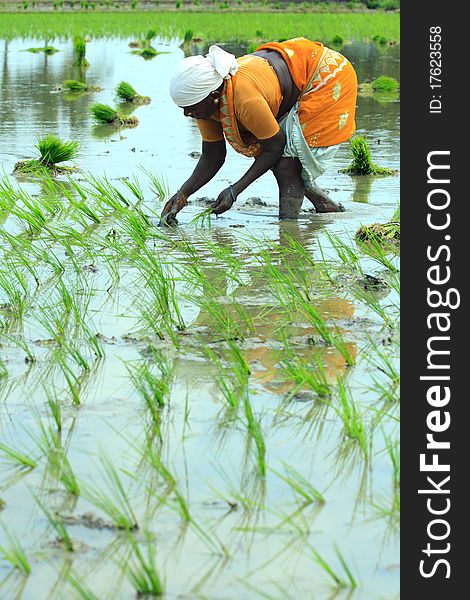 Indian Female Worker Planting Fresh Rice on the Field. Indian Female Worker Planting Fresh Rice on the Field