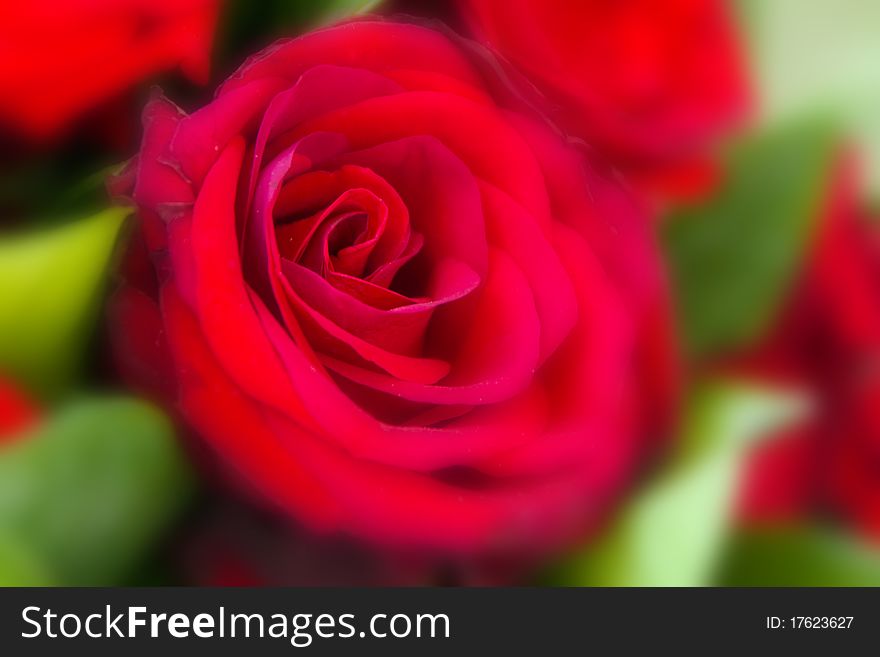 Red rose on green nature background