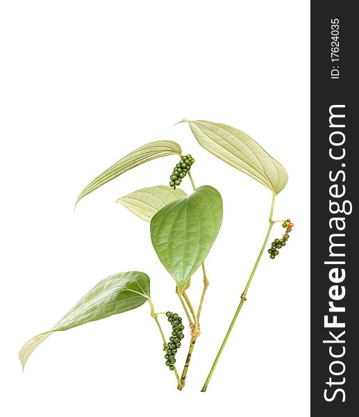 Peppercorn Vine Isolated with clipping path and text space