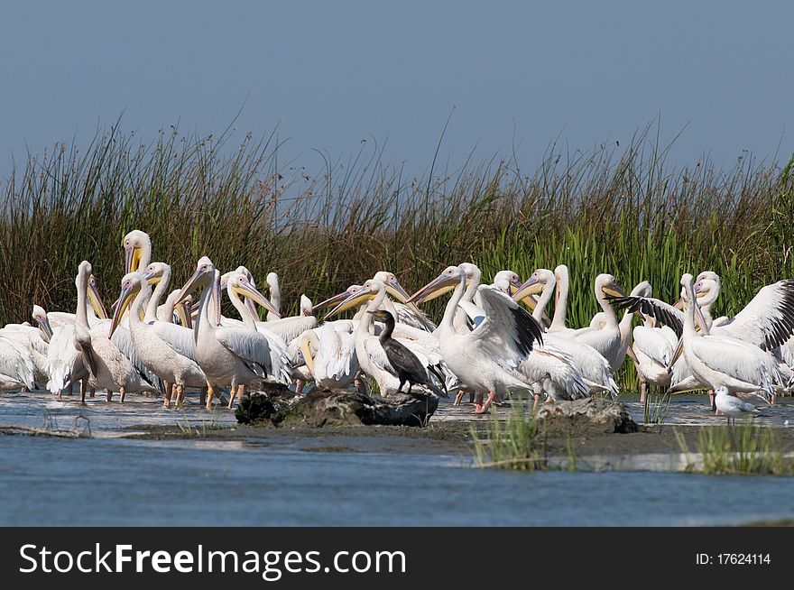 White Pelicans Colony