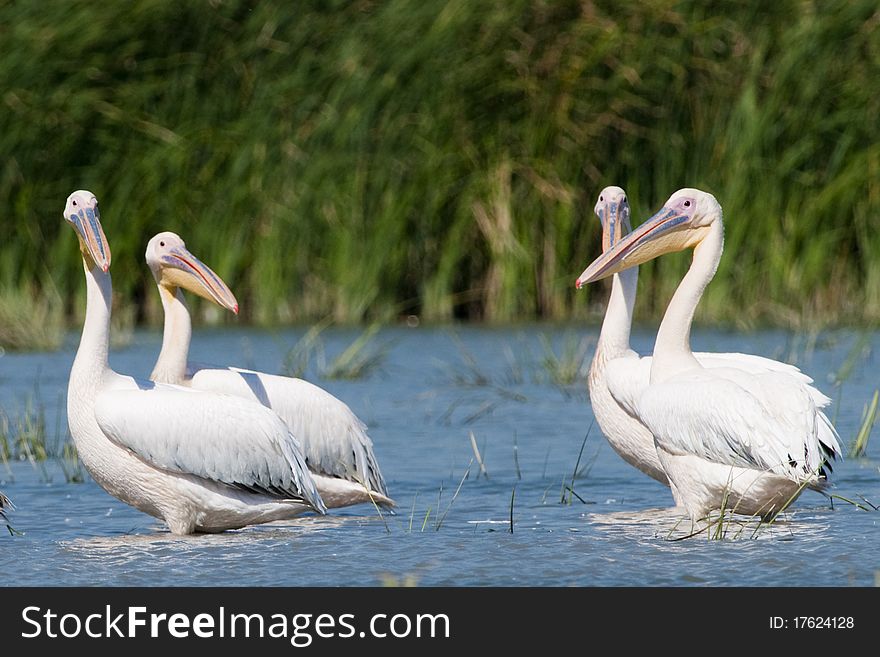 White Pelicans in Shallow Water