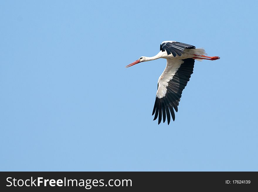 White Stork in Flight on blue sky backgound