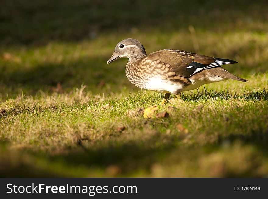 Mandarin Duck female eating acorn