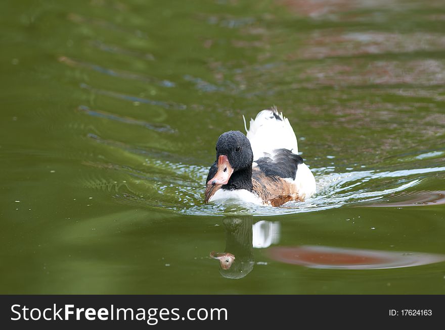 Common Shelduck On Water