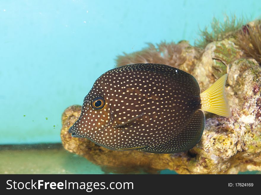 Gem Or Spotted Tang Fish