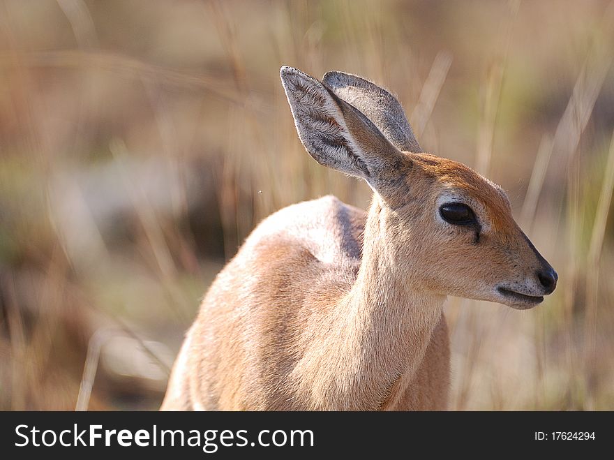 A duiker standing in the veld