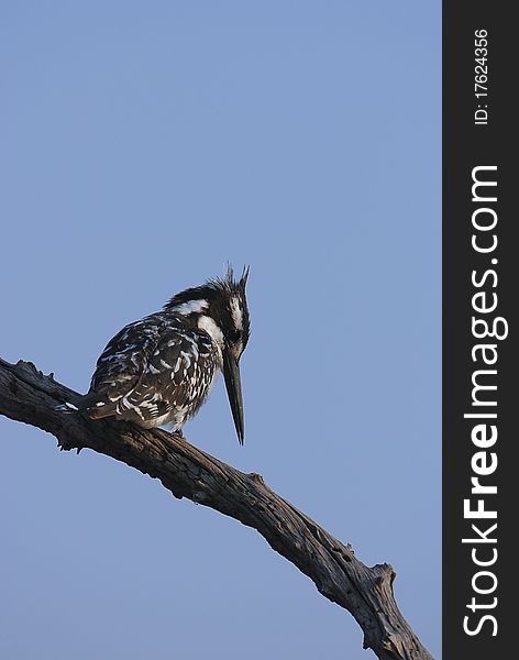 A king fisher sitting on a tree branch