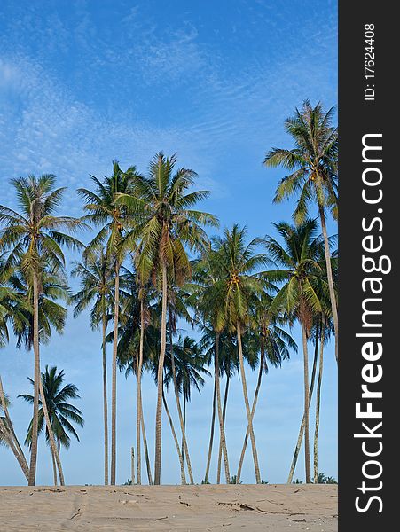 Tropical sand beach with coconut trees