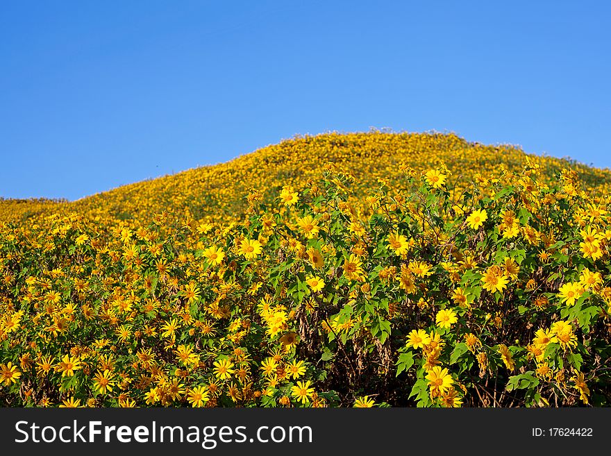 Field of sunflowers with blue sky