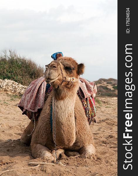 Camel sits with a colorful saddle on the sand