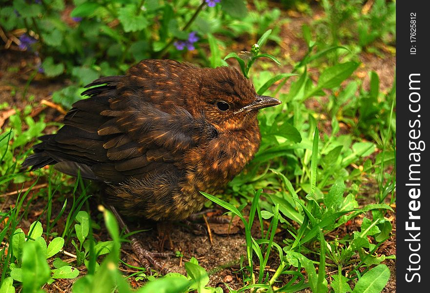 Nestling Of Thrush In Green Grass