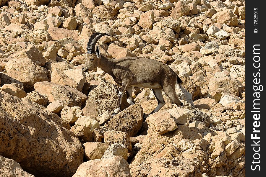 Mountain chamois among rocks in Israel