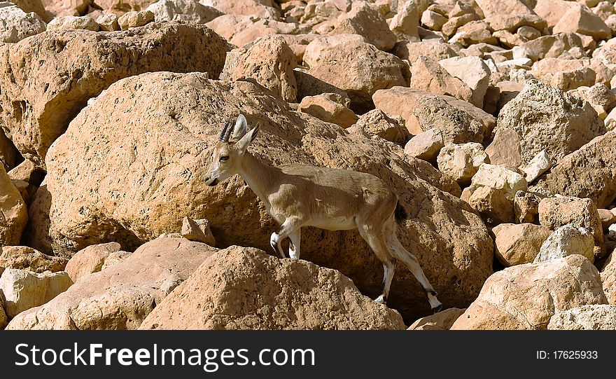 Mountain Chamois Among Rocks