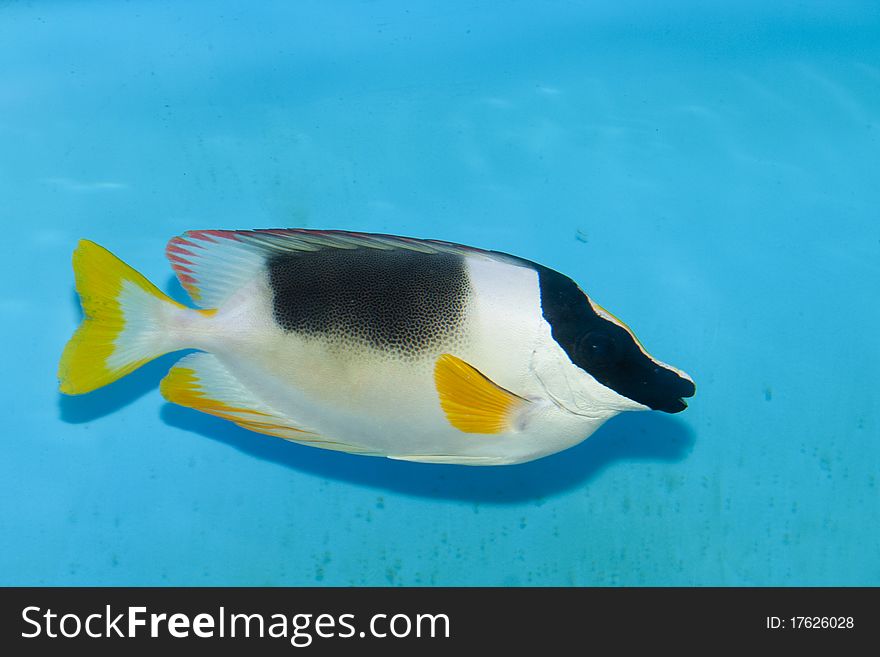 Magnificent Foxface fish in Aquarium