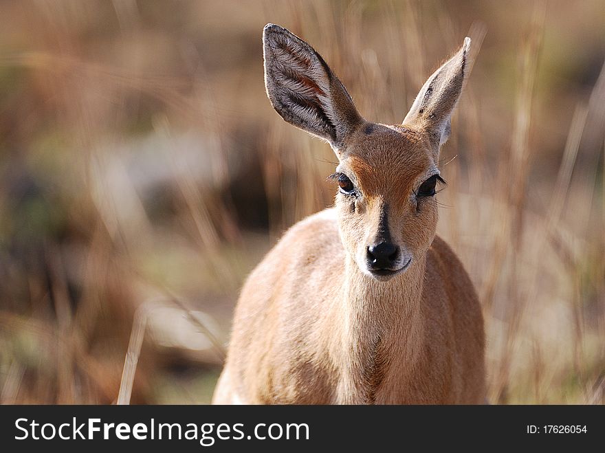 A duiker standing in the veld