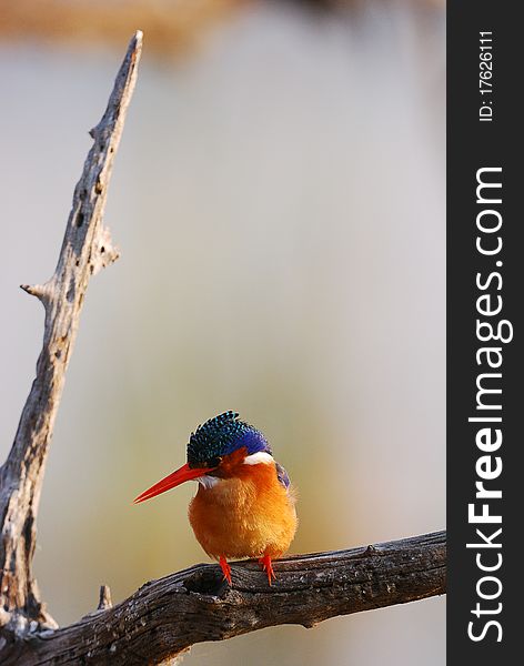 A kingfisher sitting on a tree branch