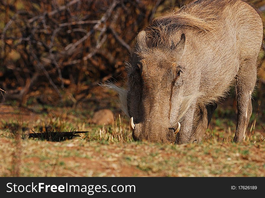 A warthog looking for food