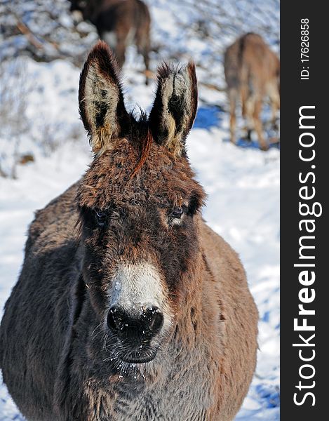 Cut ear donkey detail on snowy field in winter sunny day