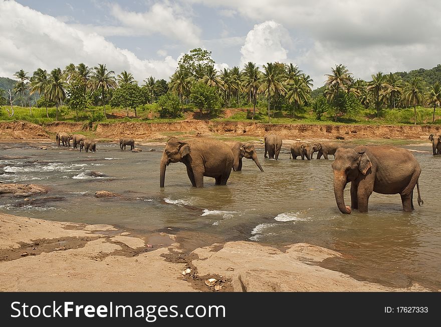 Walk of elephants in the river. Walk of elephants in the river