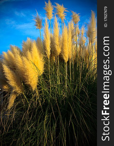 A bear grass tuft at sunset. Vignette added to corners.