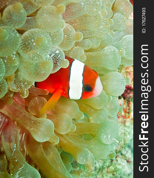 Clown anemonefish in the soft coral