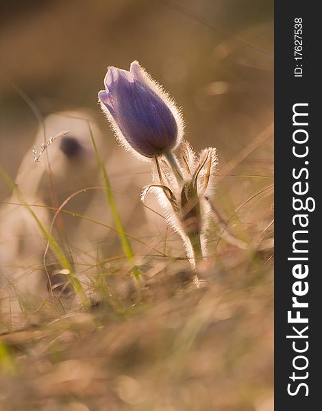 Pasque Flowers Near To Wood In Spring