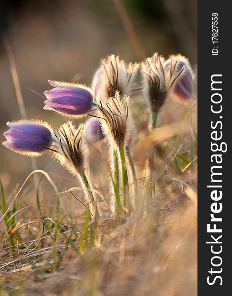 Pasque flowers (Pulsatilla grandis) near to wood in spring. Pasque flowers (Pulsatilla grandis) near to wood in spring