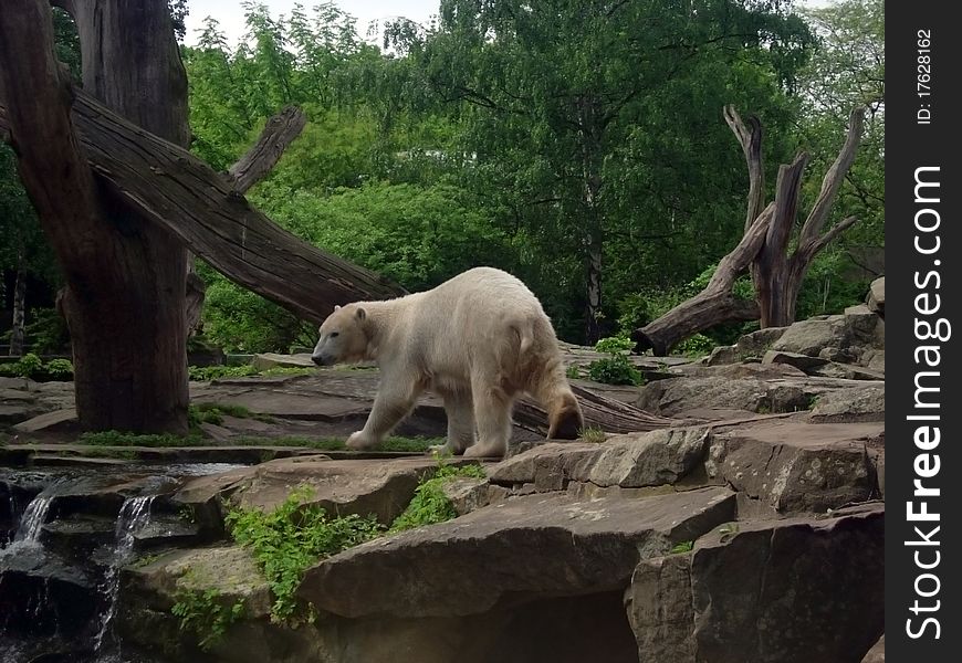 Knut white bear in Berlin's Zoo