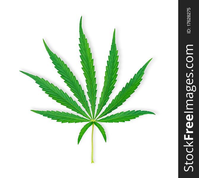 Isolated Marihuana Leaf