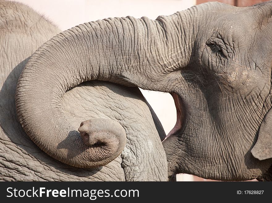 Two playful elephants in the zoo