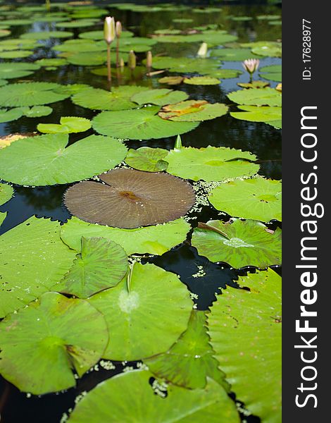 View of water lily leaf. View of water lily leaf