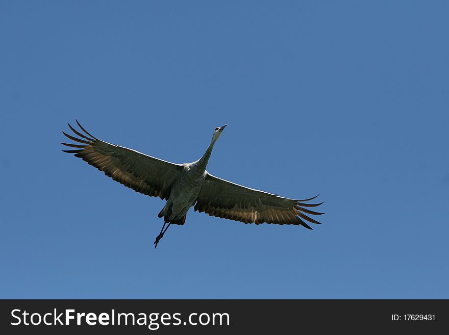 Sand Crane souring over head. Sand Crane souring over head