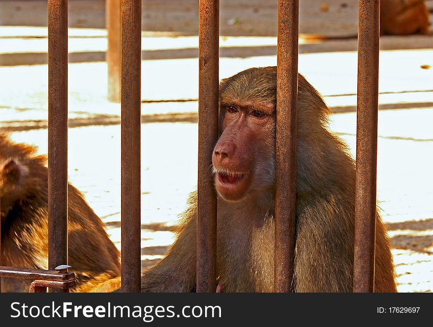 Baboon sad and hungry in the cage