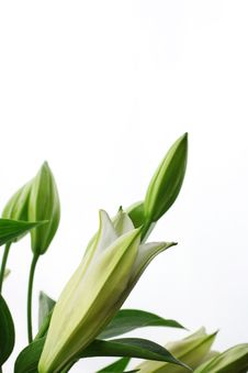 Lily Flowers Stock Photography Lily Flowers Stock Photography