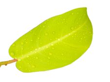 Green Leaf And Water Drop Royalty Free Stock Photo Green Leaf And Water Drop Royalty Free Stock Photo