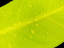 Green Leaf With Water Drop Royalty Free Stock Photos Green Leaf With Water Drop Royalty Free Stock Photos