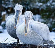 Two Young Pelicans Royalty Free Stock Photos Two Young Pelicans Royalty Free Stock Photos