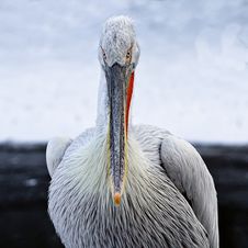 Pelican Royalty Free Stock Photos Pelican Royalty Free Stock Photos