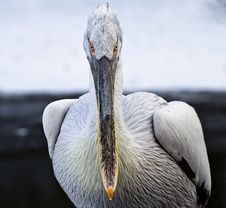 Pelican Royalty Free Stock Photos Pelican Royalty Free Stock Photos