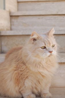 Cat Royalty Free Stock Photos Cat Royalty Free Stock Photos